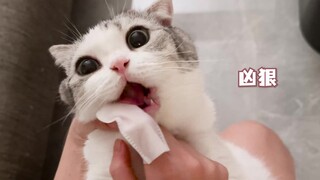 Brushing the teeth of a ferocious beast almost cost me my hand