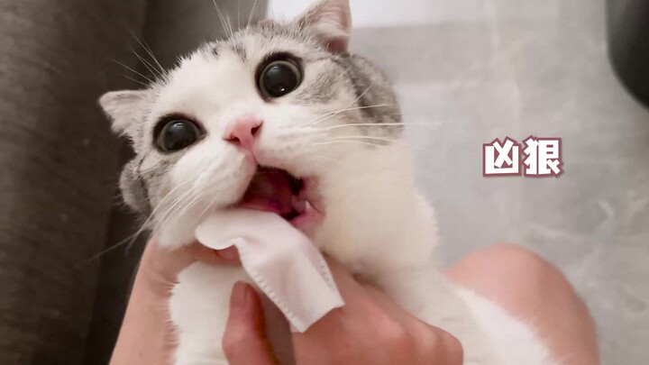 Đánh răng cho thú dữ hung hãn, suýt nữa thì mất tay