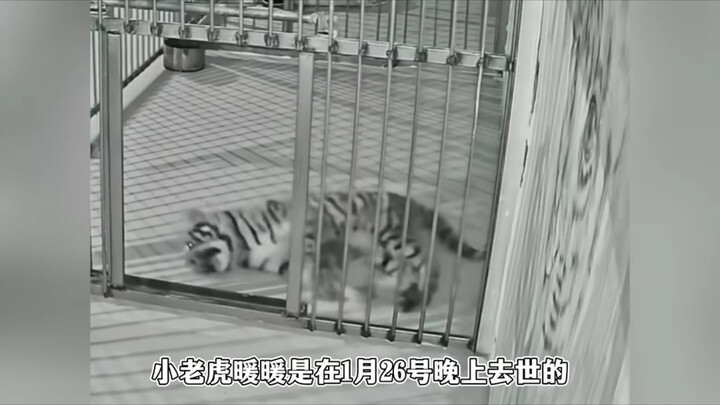 Semua uang yang dia hasilkan disalurkan untuk mendanai pensiun harimau di kebun binatang; Kakak Nana