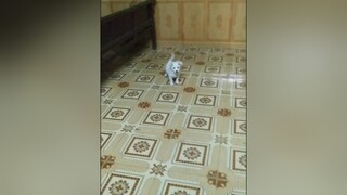 Vẫn chưa làm quen được e Bo...cunyeucuadua yeucho yeuchomeo cún cúncon chó chómèo chócon chókhôn yeuchomeo chócute pet dog dogsoftiktok