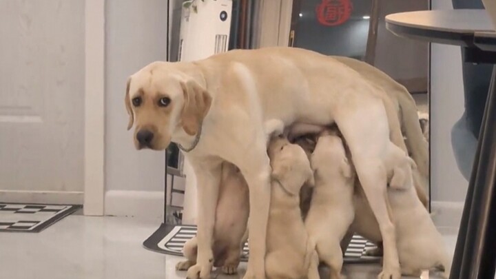 So it turns out even dog parents can lose it when raising kids!