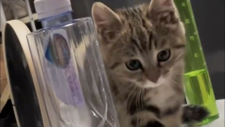 Kucing paling ikonik di dunia telah muncul!