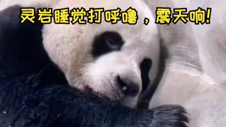 Lingyan snores so loudly it shakes the heavens!