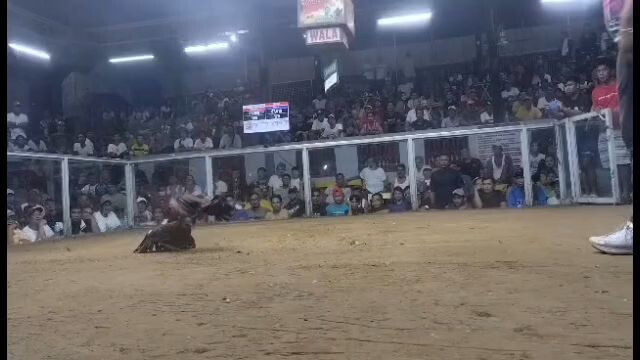 Duke husley in action w3