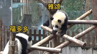 今天是为福多多高兴的一天！【熊猫宝宝福多多，雅颂】