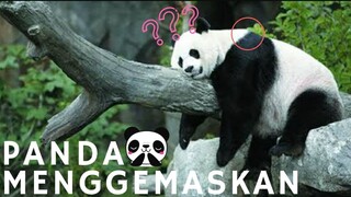 PANDA BISA JOGET??! CEK TINGKAH LUCUNYA DISINI 🐼🐼