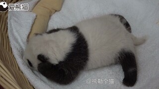 一个月大的熊猫宝宝在篮子里摸耳朵