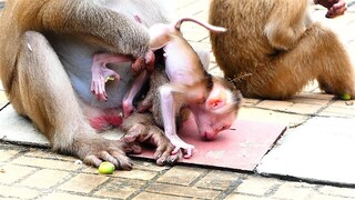 Oh Absolutely Adorable!, Mother Rozy Checks Health Of Baby Rockstar Till Nose Touching Ground