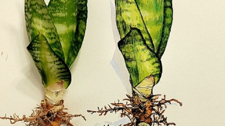 Cara menggambar sansevieria dengan spidol, sketsa langsung