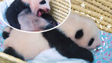 Why Did Panda 【Xiangxiang】become Japanese’s Favourite?