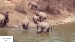 Thiên Nhiên Hoang Dã. Thế Giới Động Vật-P8