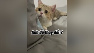 Thay đổi để trở thành một người bố tốt cat mèo cute