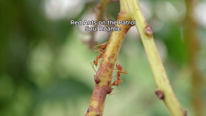 Red Ants on the Patrol