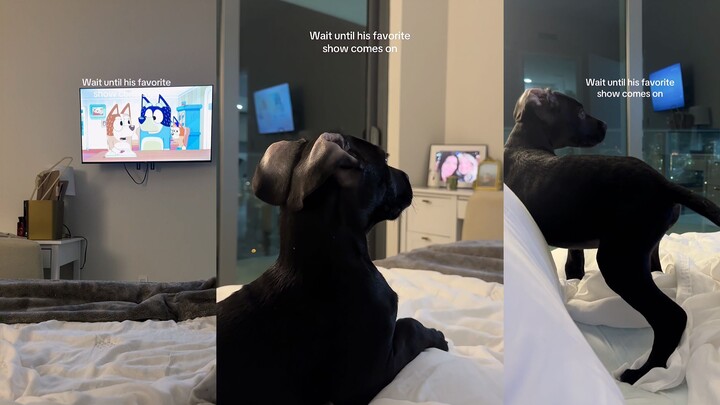 Dogs Who Absolutely Love Watching Bluey