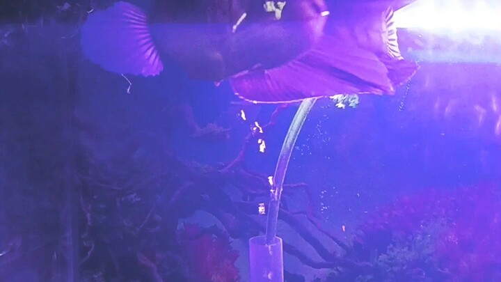 chana pe ni ya guyss???😅😅