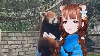 Video of Waner Mama feeding the little Wan bear leaked