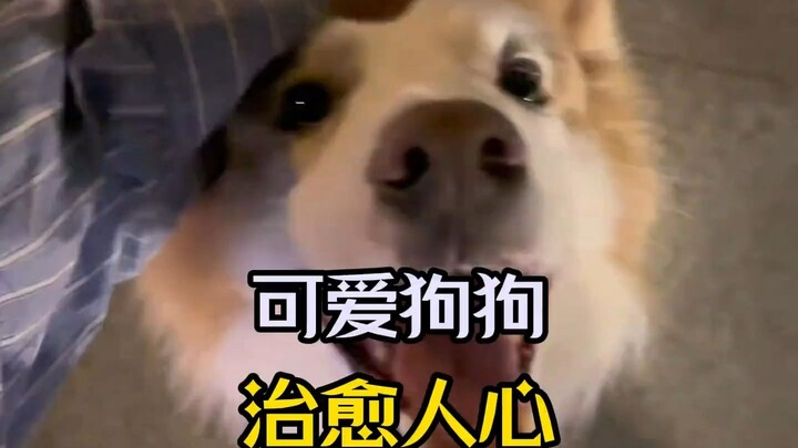 Làm sao có thể có người không thích chó?