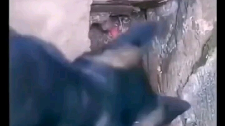 Thách thức thế này, tặng cậu một cú lắc chết chóc!