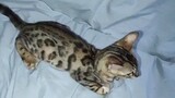 jerry the BENGAL cat