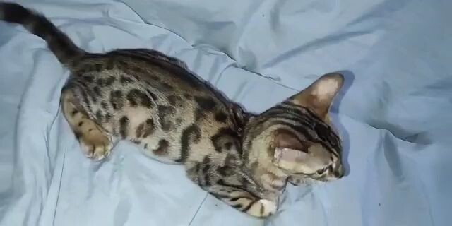 jerry the BENGAL cat