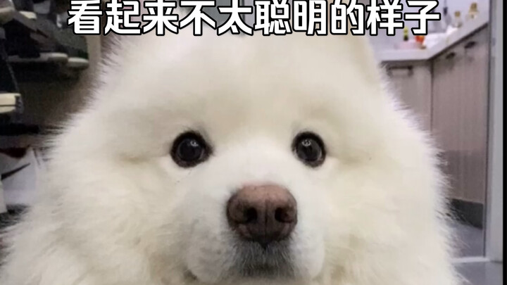 There’s just something weird about Samoyeds—they just look a little… not the sharpest!