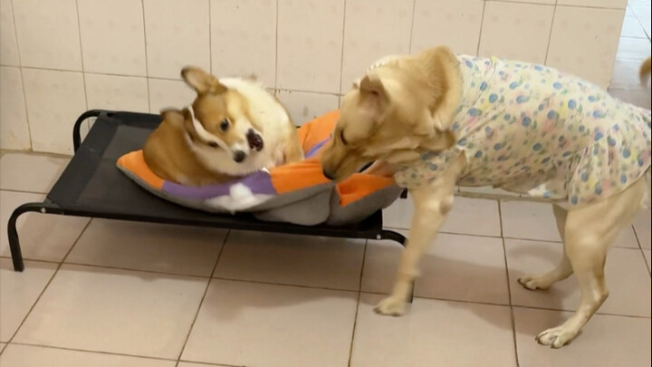 คอร์กี้: ฉันทำให้คุณโกรธเหรอ?