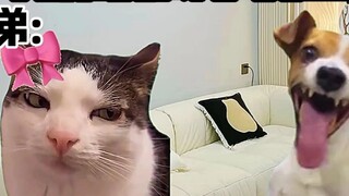 "Teater Meme Kucing" Saat kakak terbaikmu berubah menjadi perempuan!