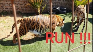 The secret to throwing chicken accurately to tigers!