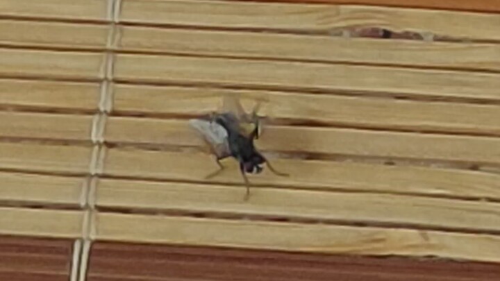 The entire process of a fly rubbing its hands until death