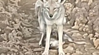 Opossum langsung berpura-pura mati begitu bertemu serigala padang, tapi kelakuan serigala selanjutny