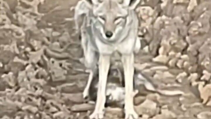 عندما واجهت البوسوم كوجرًا، تظاهرت بالموت فورًا، لكن ما فعله الكوجر بعد ذلك كان لطيفًا جدًا!