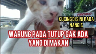 Astaghfirullah Puluhan Kucing Di Sini Pada Kelaparan Warung Makan Pada Tutup..!