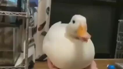 I love Ducks