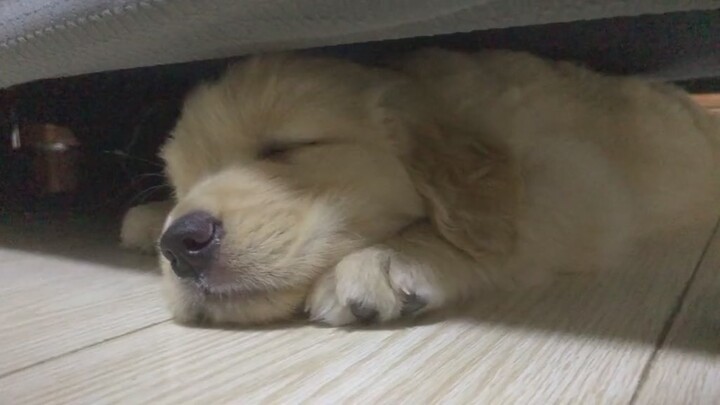 When I was little, I loved to lie here and sleep. Now I can’t squeeze in anymore, hahaha—Golden Retr