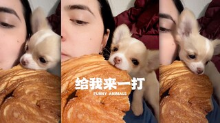 这种小狗可以给我多来一点🥹