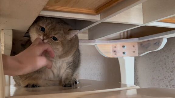 meow