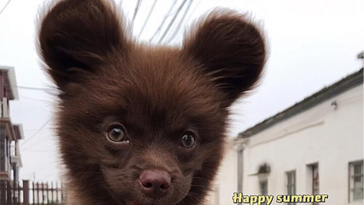 Đôi tai này thật quá đà