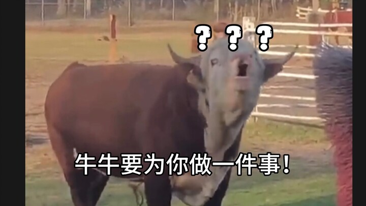 《奇 怪 的 牛 牛 有 魔 力》