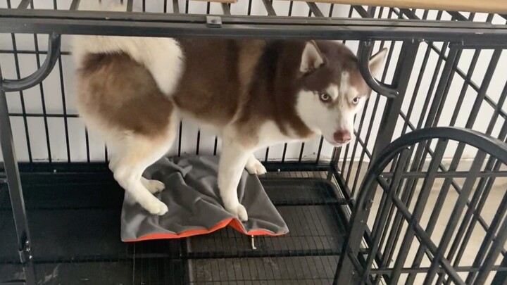 Ternyata, husky lebih takut pada kekerasan daripada kelembutan—cukup beri dia hajaran, langsung nuru