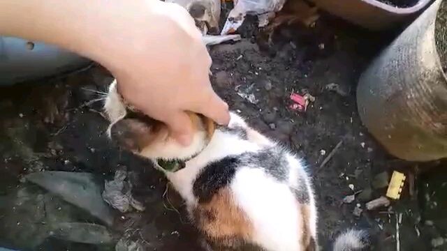 Cowvrow is the best and most m of themes in this world have been!