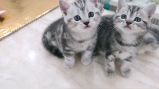 บ้านแมว Ep 14 เล่นกันสนุกมาก