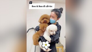 Đổi kiểu tóc cho Boo nè các cô chú ơi, còn Bánh Bao lông chưa kịp mọc nên là :)) fyp foryou family petlover poodles cutedog boo banhbao thucung grooming