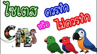 รีวิวนกแก้ว: ไซเตส (Cites) ควรทำหรือไม่ควรทำ EP.71