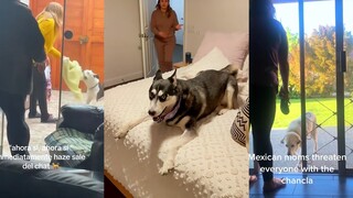 连狗狗都怕的东西，那就是全球统一的妈妈