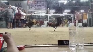 golden boy vs port pilar