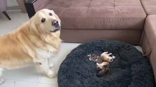 Antara pengecut dan pemarah, si anjing golden retriever memilih menjadi pengecut dan pemarah.