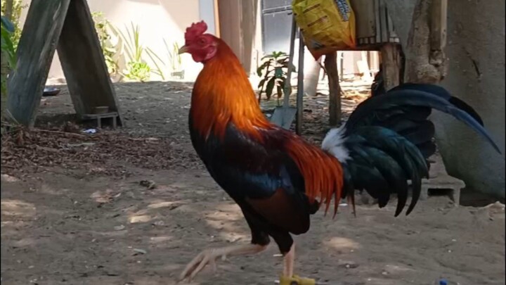 JBS Backyard  Chapsuey line