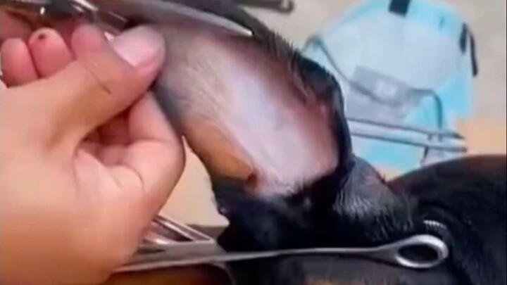 لماذا نقوم بقص آذان وذيل كلب الدوبرمان؟