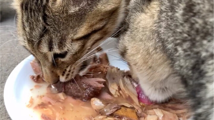A stray cat tries cat food in a can for the first time—it’s so irresistible she devours three bowls 