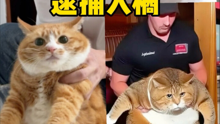 Dịch vụ tắm mèo tại nhà Thành Đô: Hôm nay tắm cho một bé mèo mướp béo ú siêu cưng!